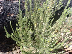 Aspalathus glabrescens