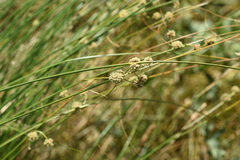 Scirpoides holoschoenus