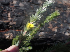 Aspalathus glabrescens