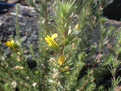 Aspalathus glabrescens