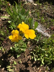 Erythranthe tilingii