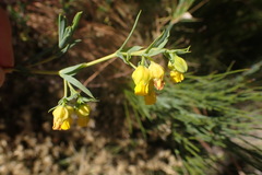 Hermannia aff-denudata