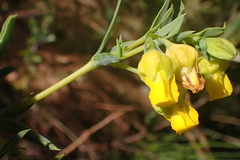 Hermannia aff-denudata