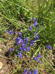 Delphinium patens
