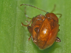 Neocrepidodera transversa