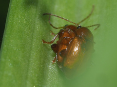 Neocrepidodera transversa