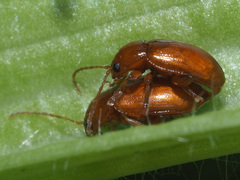 Neocrepidodera transversa