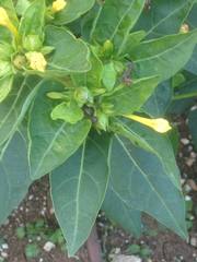 Mirabilis jalapa