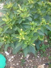 Mirabilis jalapa