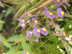Utricularia welwitschii