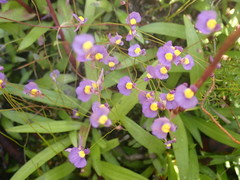 Utricularia welwitschii