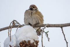 Passer montanus