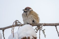Passer montanus
