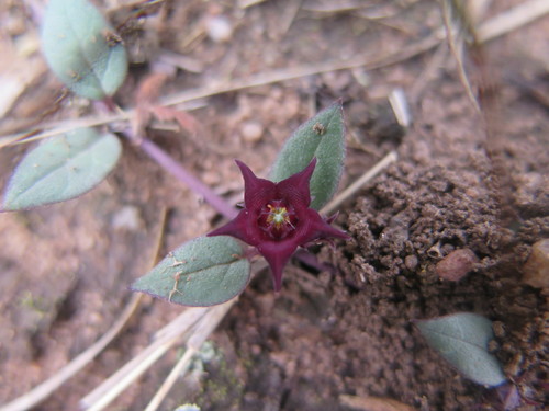Brachystelma modestum