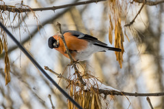 Pyrrhula pyrrhula