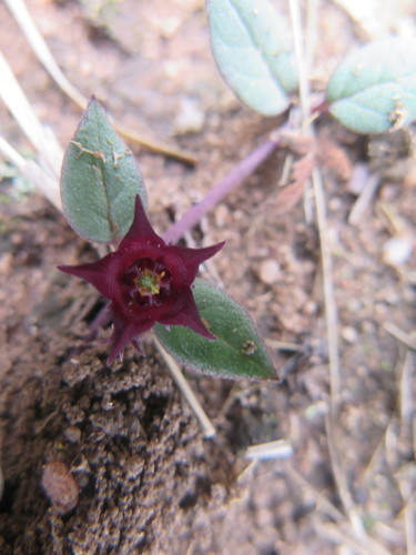 Ceropegia modestantha