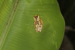 Dendropsophus ebraccatus image