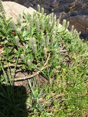 Salix petrophila