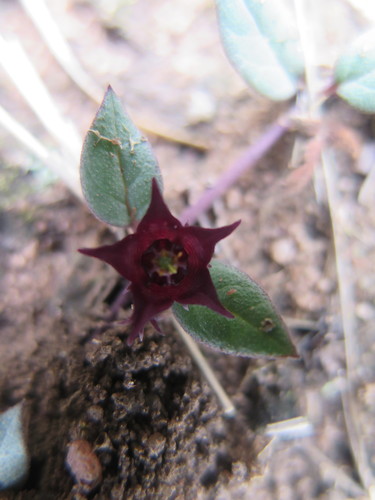 Ceropegia modestantha