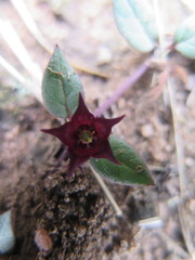 Brachystelma modestum