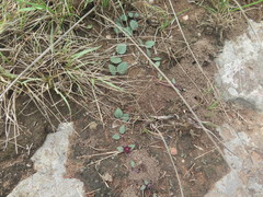 Brachystelma modestum