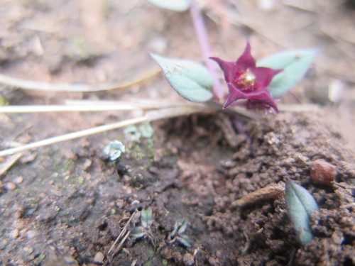 Ceropegia modestantha