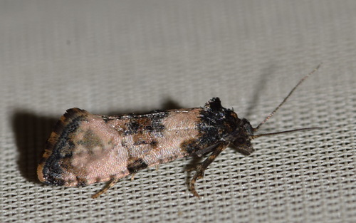 Ragwort crown-boring moth