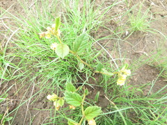 Hermannia sandersonii