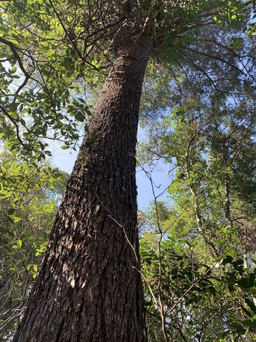 Image of Pinus morrisonicola by (c) 呂一起(Lu i-chi), some rights reserved (CC BY)