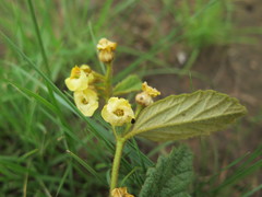 Hermannia sandersonii