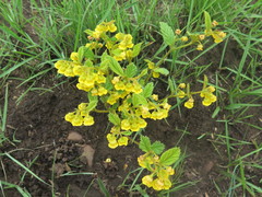 Hermannia sandersonii