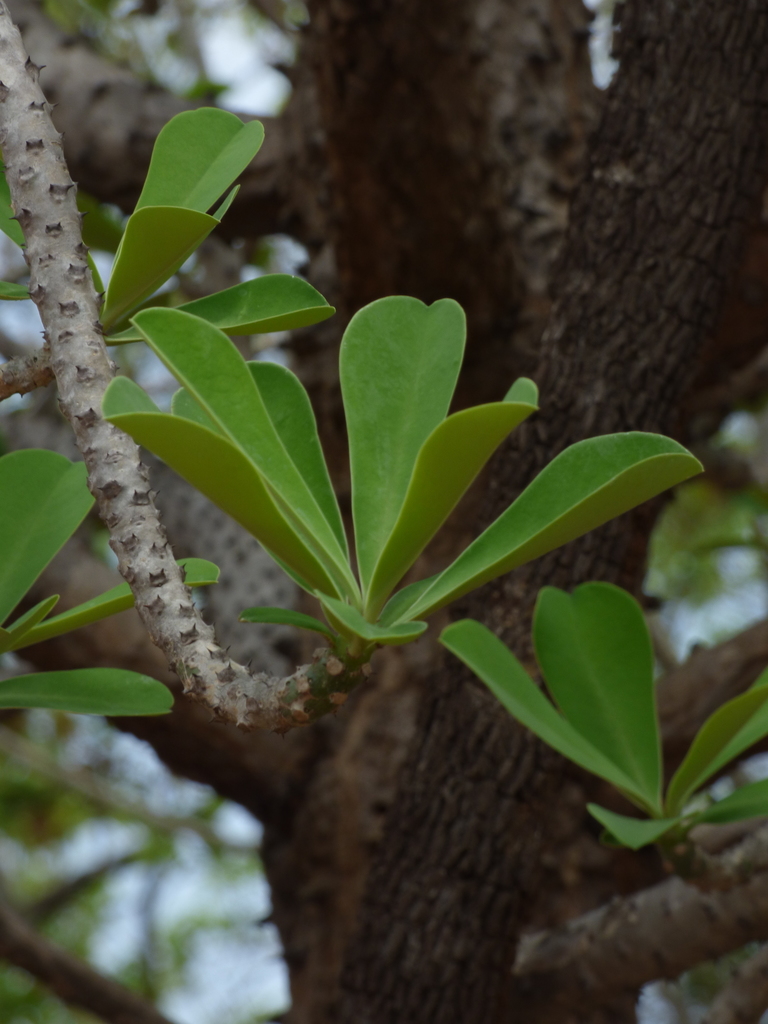 Euphorbia nivulia