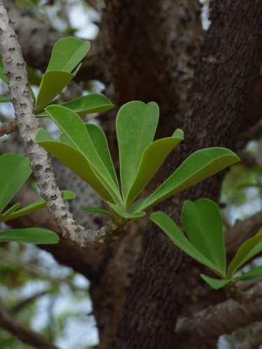 Candlestick Spurge, Indian Spurge Tree