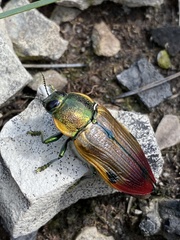 Temognatha variabilis
