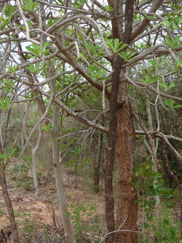 Euphorbia nivulia