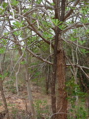 Euphorbia nivulia
