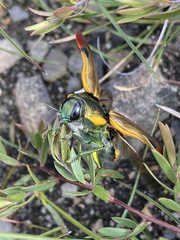 Temognatha variabilis