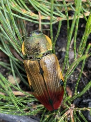 Temognatha variabilis