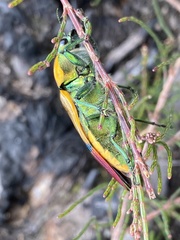 Temognatha variabilis