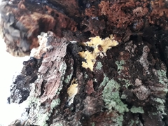 Antrodiella citrinella