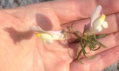 Antirrhinum siculum