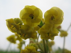 Hermannia sandersonii