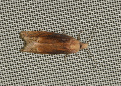 Lathronympha strigana