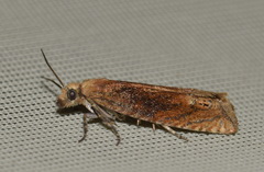 Lathronympha strigana