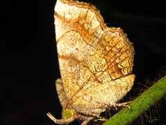 Pangrapta flavomacula