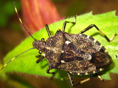 Dalpada cinctipes