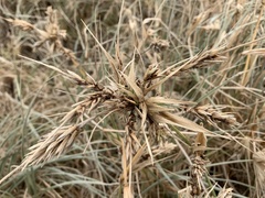 Spinifex hirsutus