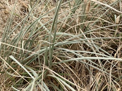 Spinifex hirsutus