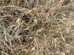 Spinifex hirsutus