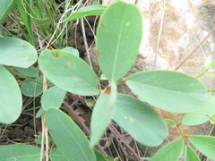 Tephrosia grandiflora